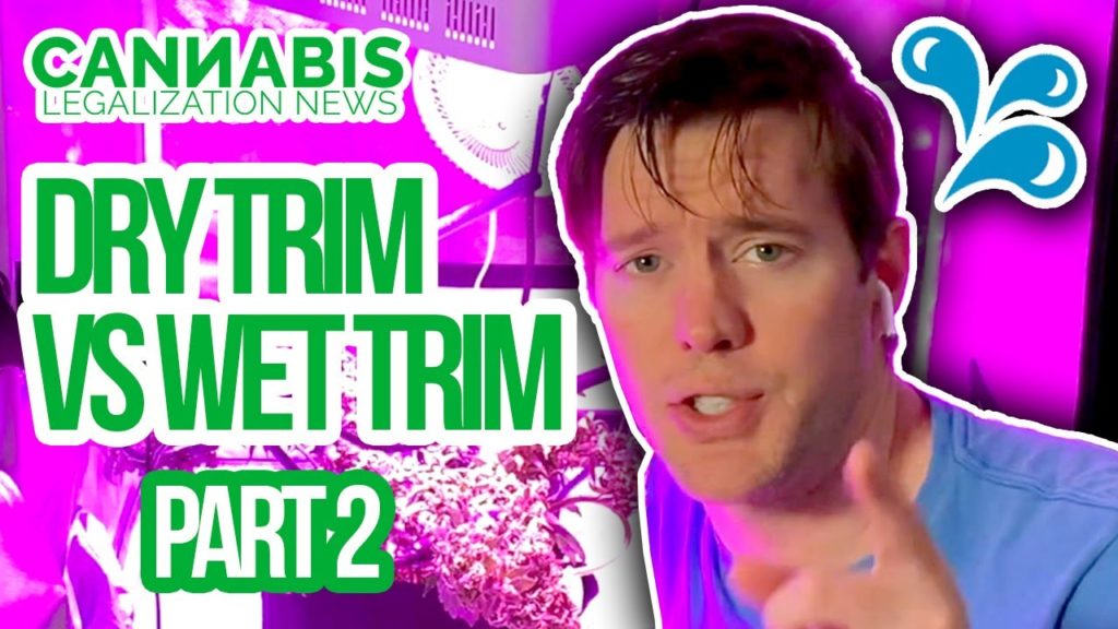 Dry Trim Vs Wet Trim Challenge - Part 2 - How to Trim Homegrown Cannabis