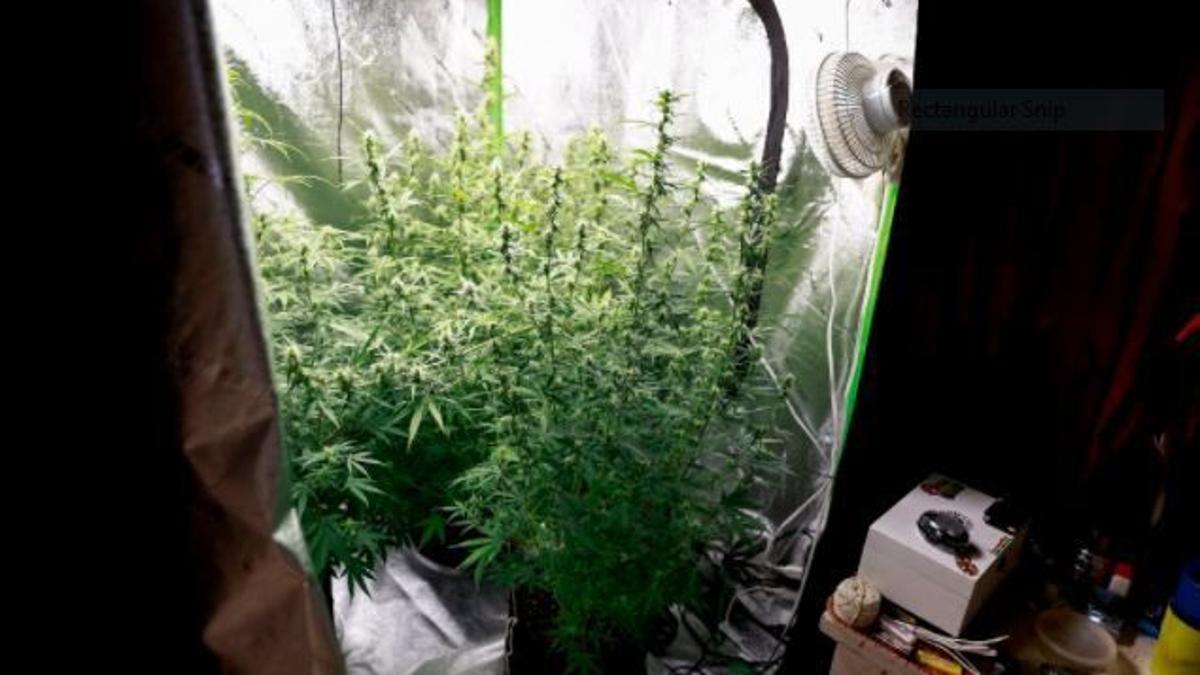 Featured image for “Marijuana arrests plummeted 90% in Richmond area since Va.’s new cannabis law went into effect July 1”