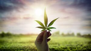 This article aims to update you about the cannabis license in New Mexico.